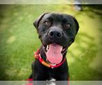 Small #1 Labrador Retriever Mix