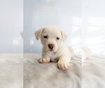 Small Photo #3 Labrador Retriever-Unknown Mix Puppy For Sale in Studio City, CA, USA