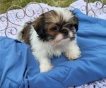 Puppy 1 Jatzu