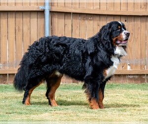 Father of the Bernese Mountain Dog puppies born on 08/10/2021