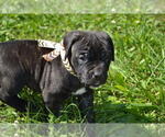 Small Photo #2 Cane Corso Puppy For Sale in BROOK COVE, NC, USA