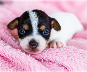 Medium Fox Terrier (Smooth)-Fox Terrier (Toy) Mix