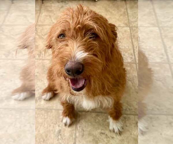 Medium Photo #3 Goldendoodle Puppy For Sale in Cranford, NJ, USA