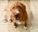 Small #2 Goldendoodle