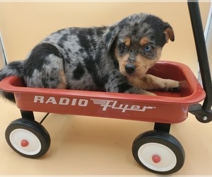 Pomsky Puppy for sale in GOSHEN, IN, USA