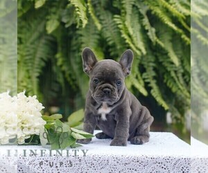 French Bulldog Puppy for sale in NARVON, PA, USA