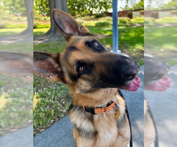 Medium Photo #1 German Shepherd Dog Puppy For Sale in Woodland, CA, USA
