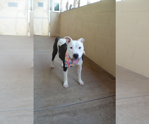 Medium Photo #2 Mutt Puppy For Sale in McKinney, TX, USA