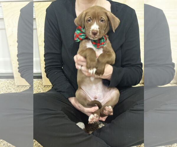 Medium Photo #2 Labrador Retriever-Unknown Mix Puppy For Sale in The Woodlands, TX, USA