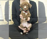 Small #1 Labrador Retriever Mix