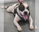 DA 42 Tyrone - Male American Staffordshire Terrier Dog for Adoption - Small photo
