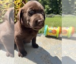 Small #4 Labrador Retriever