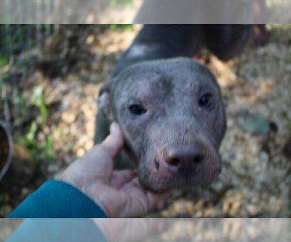 Medium Photo #4 American Staffordshire Terrier-Unknown Mix Puppy For Sale in Frenchburg, KY, USA