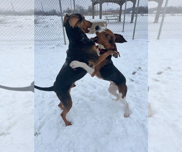 Medium Photo #3 Mutt Puppy For Sale in Pierceton , IN, USA