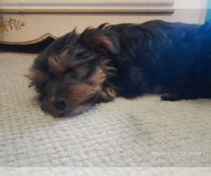 Yorkshire Terrier Puppy for sale in ALBANY, OH, USA