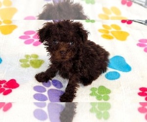 Cockapoo (Toy)-Poodle (Toy) Mix Puppy for sale in ORO VALLEY, AZ, USA