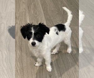 Shih-Poo Puppy for sale in DUPONT, WA, USA
