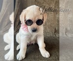 Small Photo #16 Labrador Retriever Puppy For Sale in MURRIETA, CA, USA