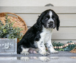 Puppy Jasper Cocker Spaniel