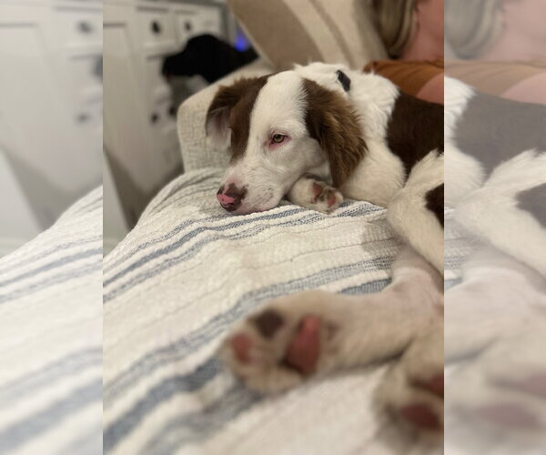 Medium Photo #12 Border Collie-Unknown Mix Puppy For Sale in Sandy, UT, USA