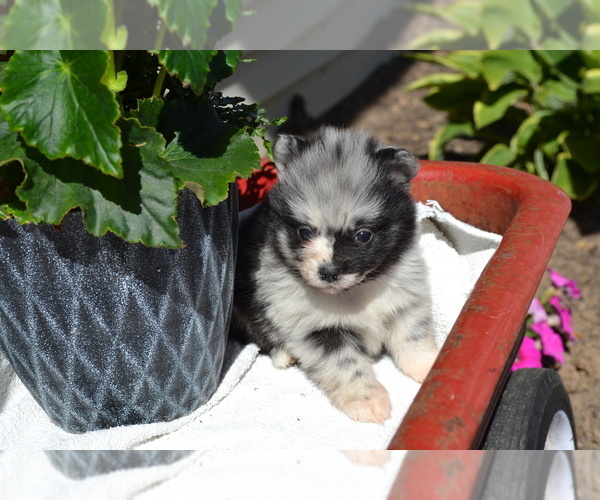 Medium Photo #3 Pomeranian Puppy For Sale in GREENWOOD, WI, USA