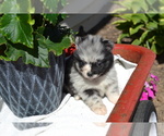 Small #2 Pomeranian
