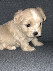 Lhatese-Maltese Mix Puppy for sale in CONOVER, NC, USA