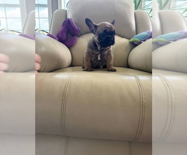 Medium Photo #6 French Bulldog Puppy For Sale in TREVOSE, PA, USA