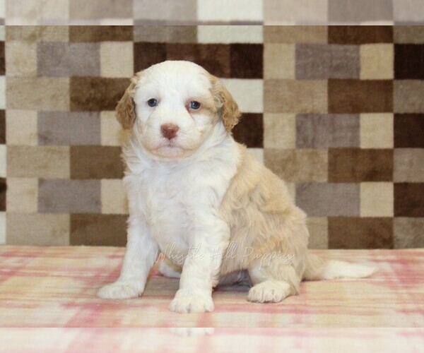 Medium Photo #1 Bernedoodle (Miniature) Puppy For Sale in DENVER, PA, USA