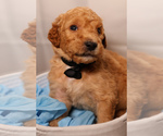 Small #1 Goldendoodle