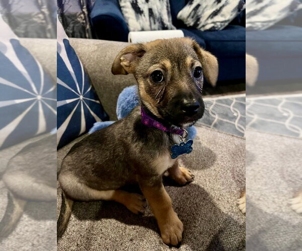 Medium Photo #1 Beagle-Unknown Mix Puppy For Sale in Plainfield, IL, USA