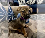 Small Beagle Mix
