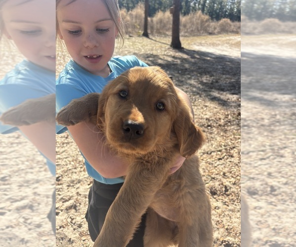 Medium Photo #1 Golden Retriever Puppy For Sale in BRANFORD, FL, USA