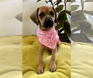 Pug Dogs for adoption in Marina Del Rey, CA, USA