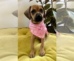 Small Pug