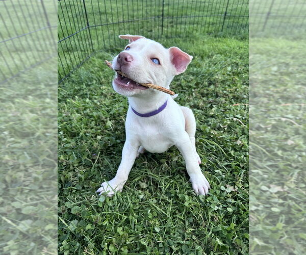 Medium Photo #1 Siberian Husky-Unknown Mix Puppy For Sale in Springdale, PA, USA
