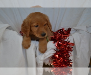 Medium Golden Retriever