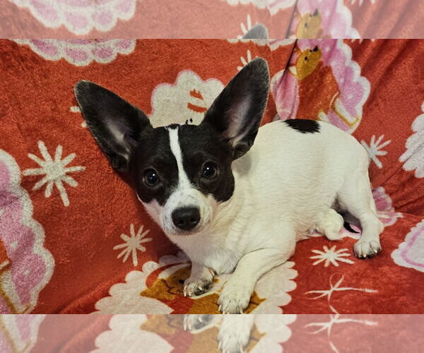Medium Photo #1 Chiweenie Puppy For Sale in Oakhurst, NJ, USA