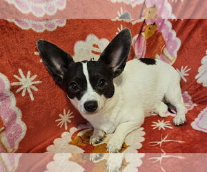 Chiweenie Dogs for adoption in Oakhurst, NJ, USA