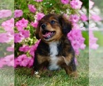 Small Photo #5 Bernedoodle (Miniature) Puppy For Sale in NAPPANEE, IN, USA