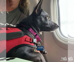 Small #1 Feist Terrier-Retriever  Mix
