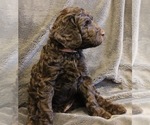 Small #20 Labradoodle