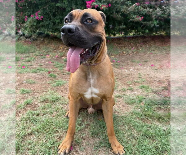 Medium Photo #9 Mastiff Puppy For Sale in Goodyear, AZ, USA