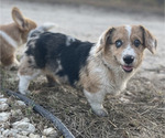 Small Photo #16 American Corgi Puppy For Sale in COLLEGE STATION, TX, USA