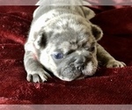 Small Photo #14 French Bulldog Puppy For Sale in BUCKS BAR, CA, USA