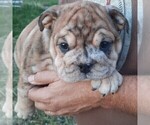 Puppy 5 Bulldog