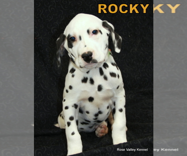 Medium Photo #1 Dalmatian Puppy For Sale in EXCELSIOR SPRINGS, MO, USA