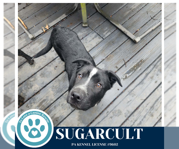 Medium Photo #24 Borador Puppy For Sale in Kimberton, PA, USA