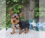 Small #1 Yorkshire Terrier
