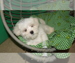 Small Photo #11 Maltese Puppy For Sale in PATERSON, NJ, USA